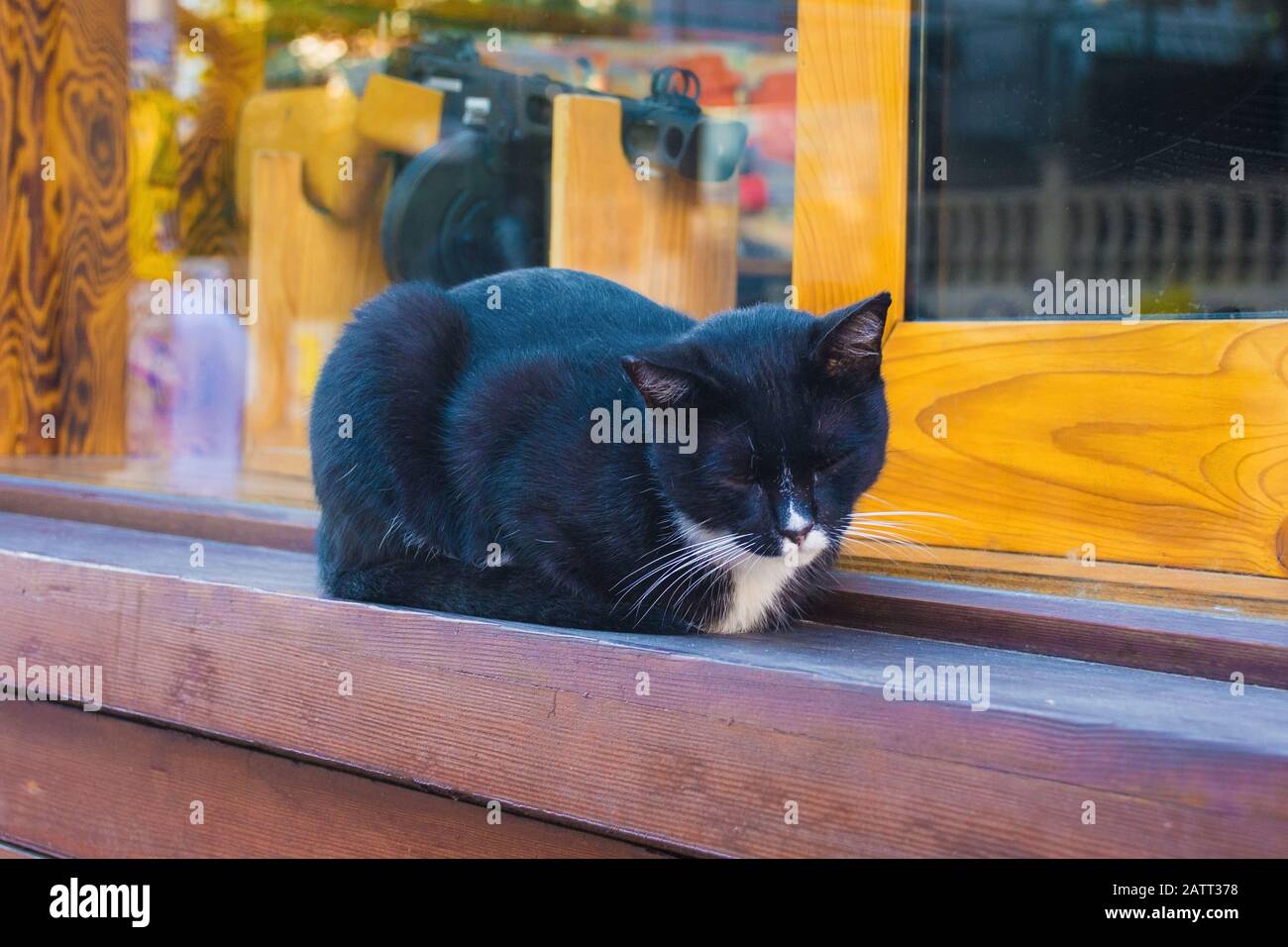 L'un des nombreux chats de rue d'Istanbul sur un seuil de fenêtre dans le quartier Moda de Kadikoy du côté asiatique de la ville Banque D'Images