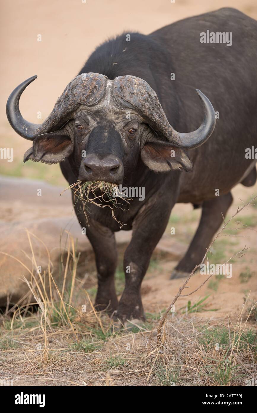 Portrait africain de Buffalo , également connu sous le nom de buffle du cap Banque D'Images