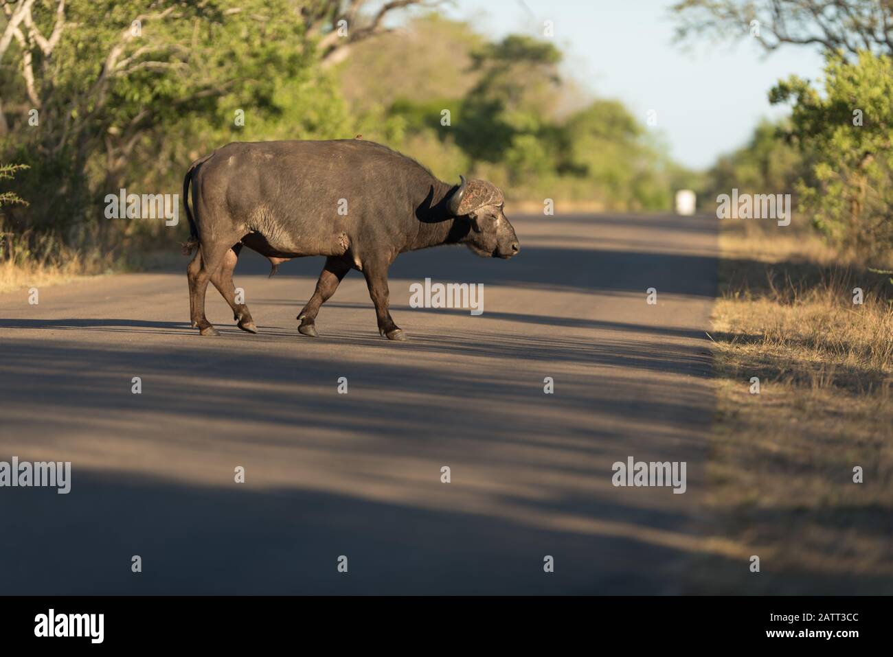 Portrait africain de Buffalo , également connu sous le nom de buffle du cap Banque D'Images