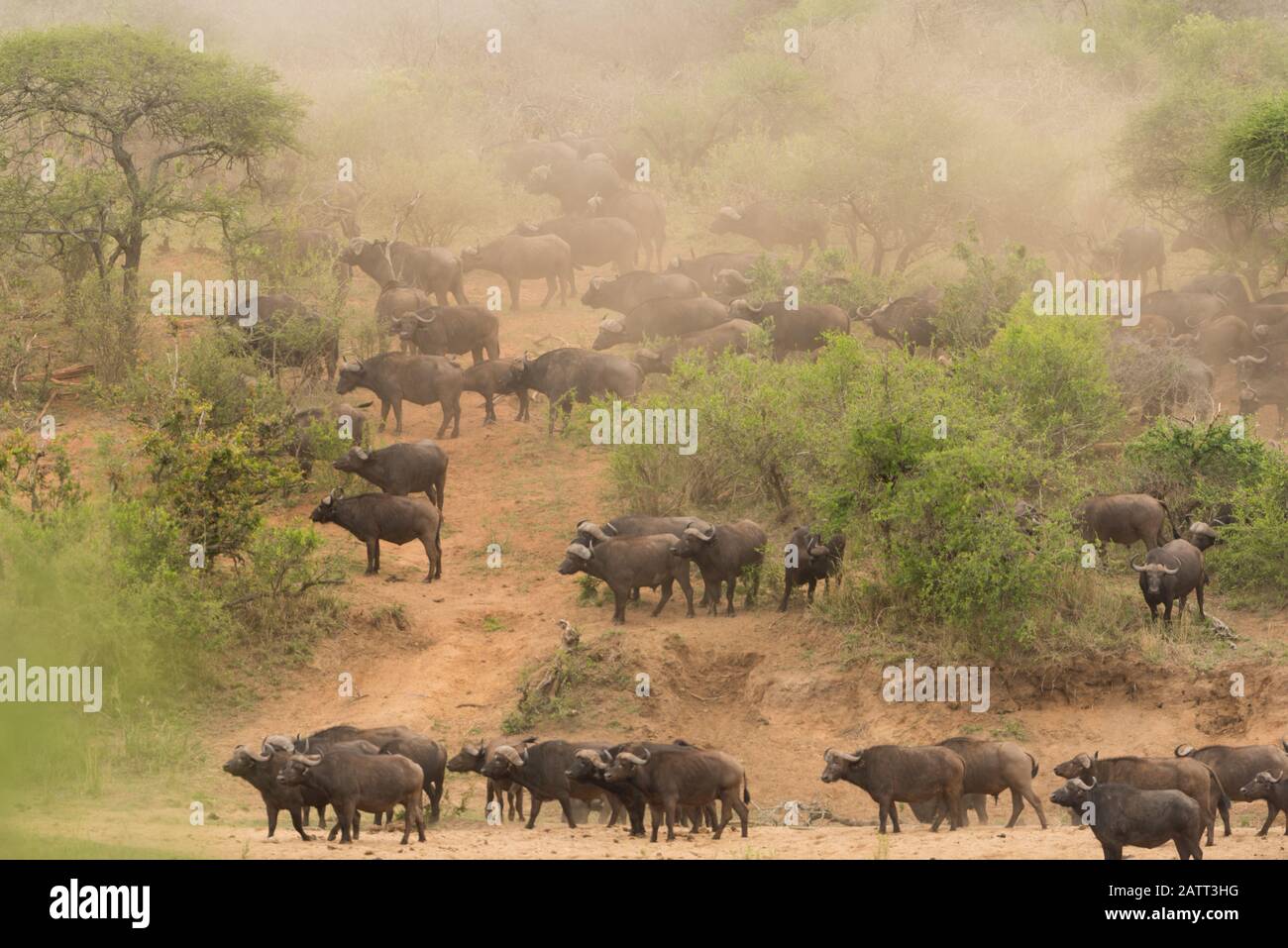 Troupeau de buffles africains, troupeau de buffles du Cap Banque D'Images