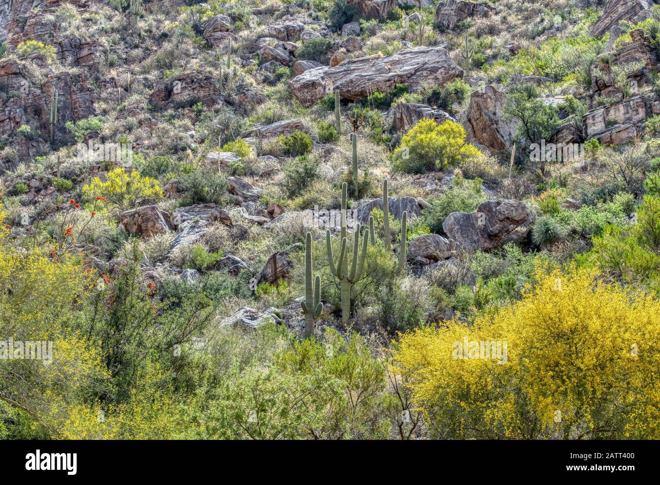 Vous trouverez des montagnes en hauteur, des canyons profonds et les plantes et animaux uniques du désert de Sonaran dans la zone de loisirs du canyon Sabino. Banque D'Images
