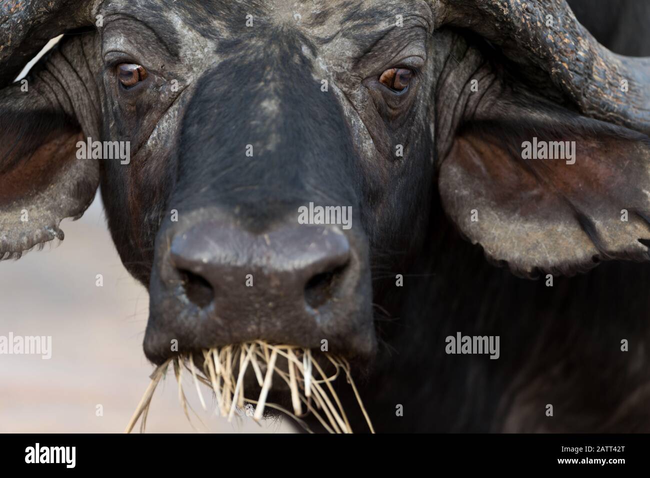 Portrait africain de Buffalo , également connu sous le nom de buffle du cap Banque D'Images