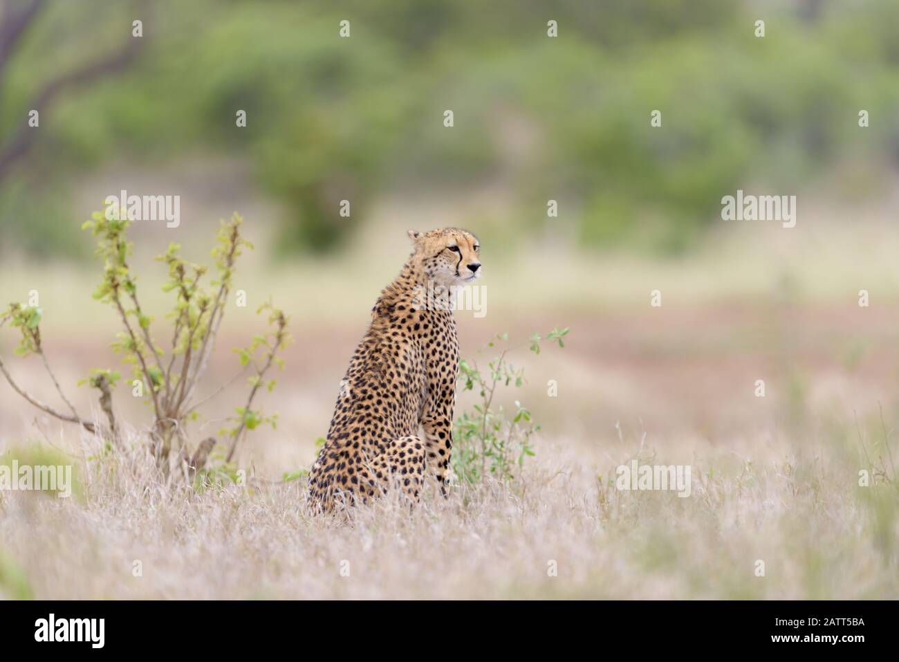 Cheetah dans le désert africain Banque D'Images