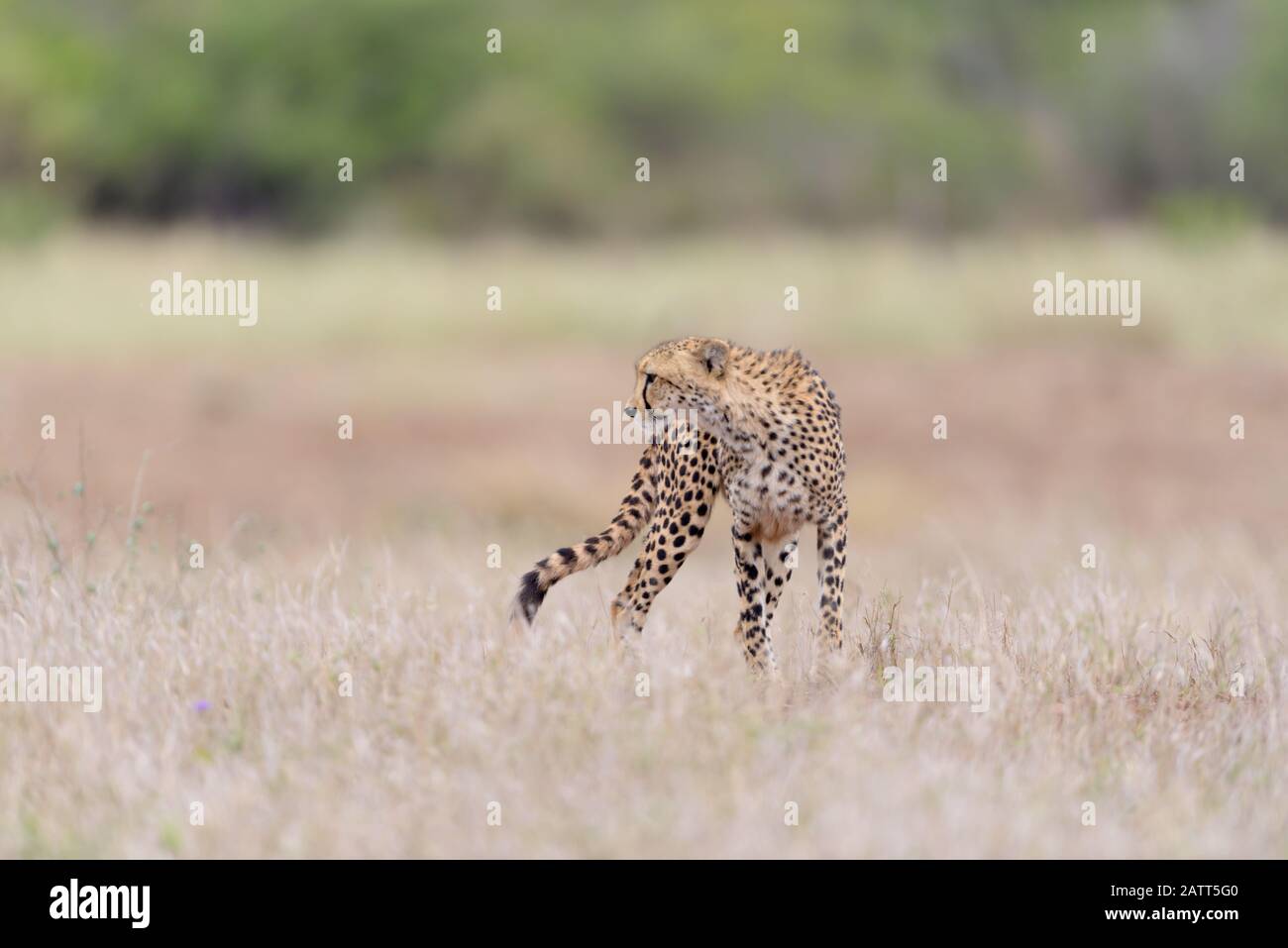 Cheetah dans le désert africain Banque D'Images