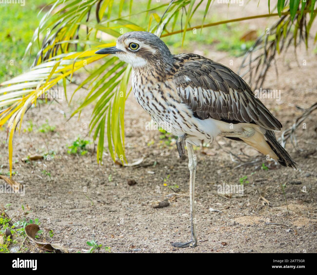 Grosse de pierre-curlew, Burhinus gralalarius, aka bush épais-genou, Chili Beach, péninsule de Cape York, parc national Kutini-Payamu, parc national de Iron Range, Banque D'Images