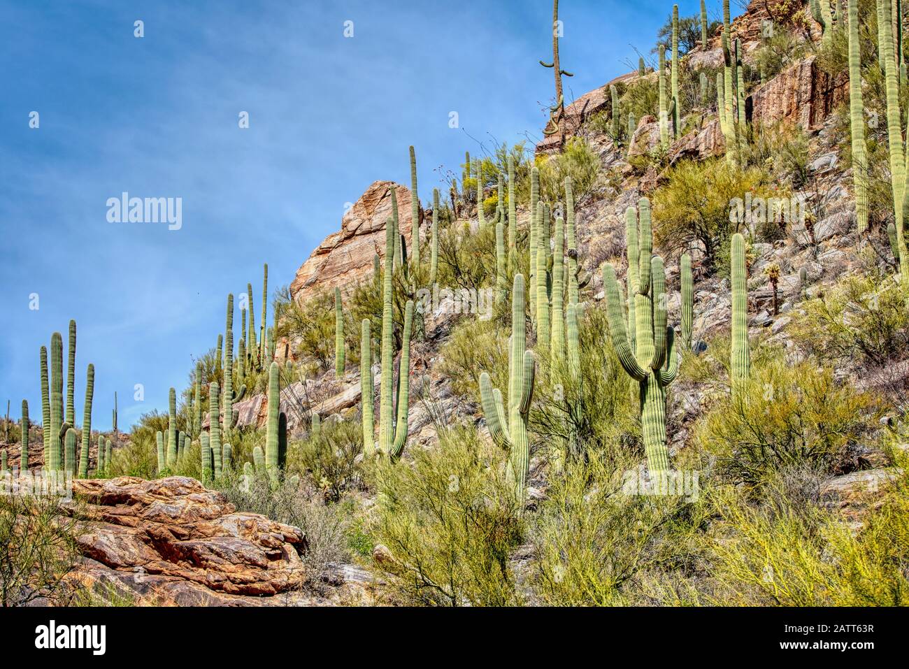 Vous trouverez des montagnes en hauteur, des canyons profonds et les plantes et animaux uniques du désert de Sonaran dans la zone de loisirs du canyon Sabino. Banque D'Images