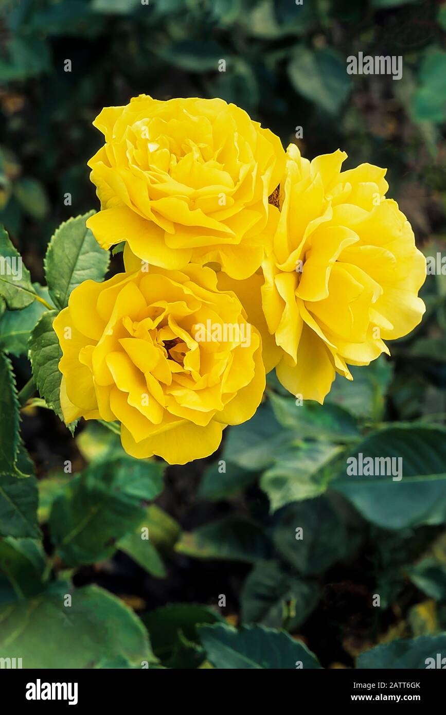 Cluster de roses Korresia floribunda à double fleur urne forme des fleurs jaunes vives sur fond de feuilles. Banque D'Images