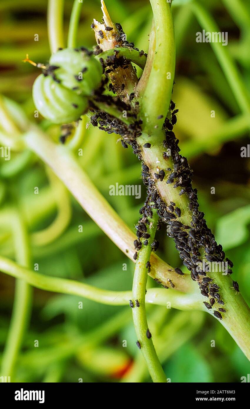 Le Puceron de haricot noir ou le Blackfly Aphis fabae montré sur la tige de la plante de Naturtium. Banque D'Images