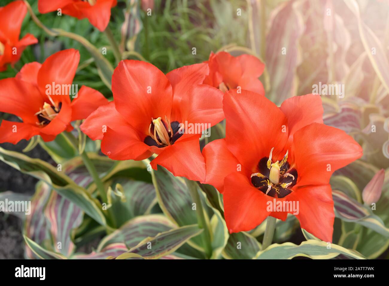 Tulipes rouges très lumineuses avec feuilles rayées Banque D'Images