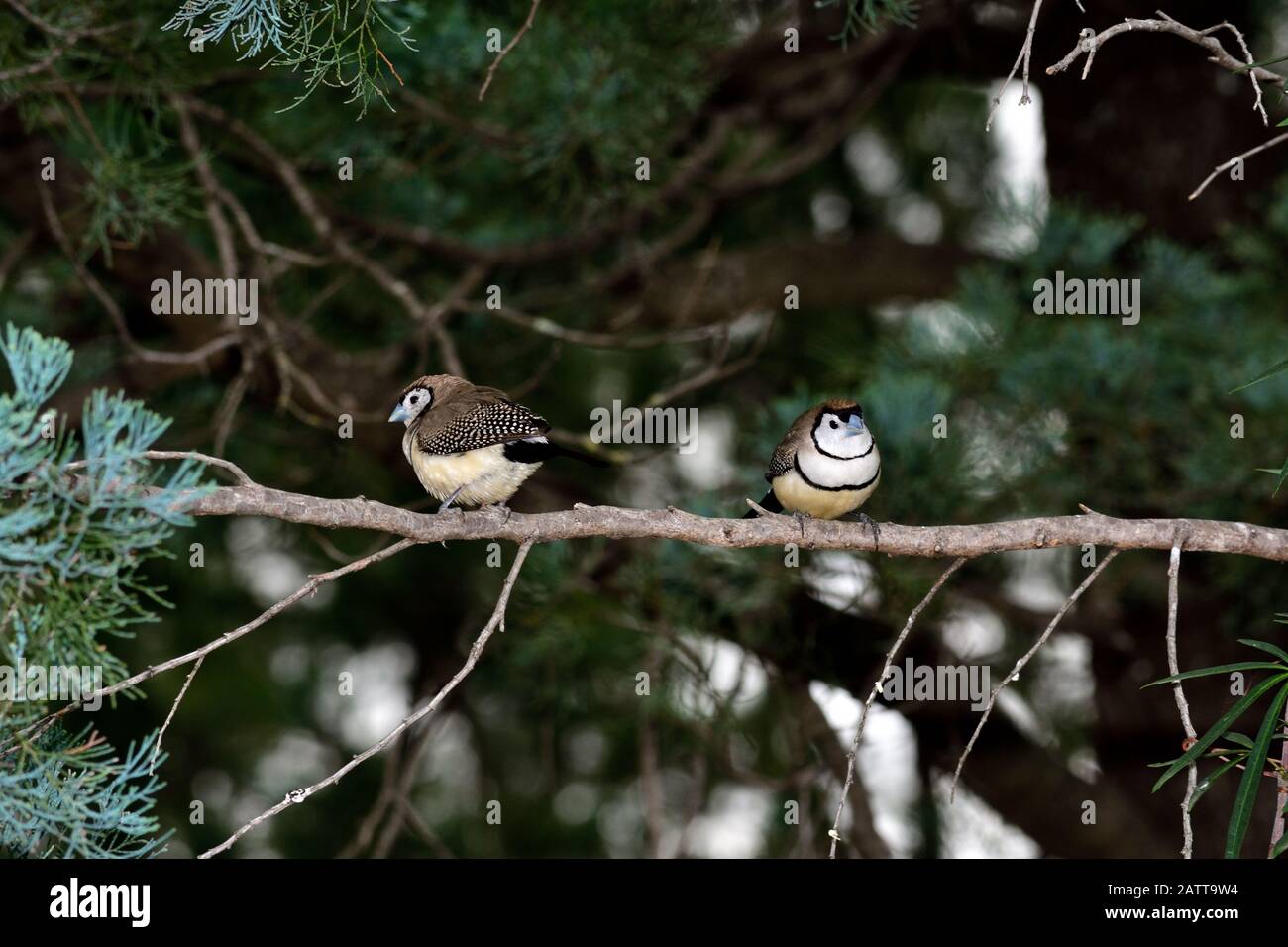Zebra finch Banque D'Images