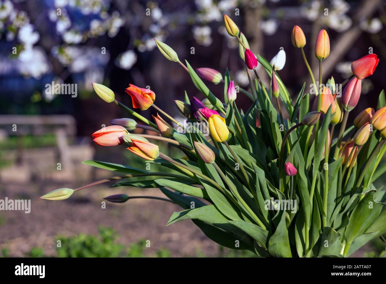 Grand bouquet de tulipes multicolores dans un vieux peut dans le jardin au coucher du soleil du printemps et le jardinage. Banque D'Images