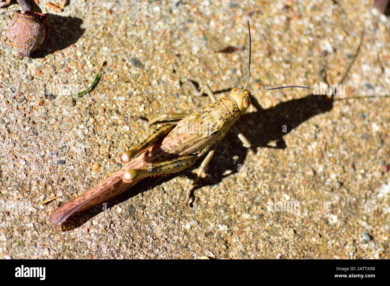 Grande sauterelle Banque D'Images