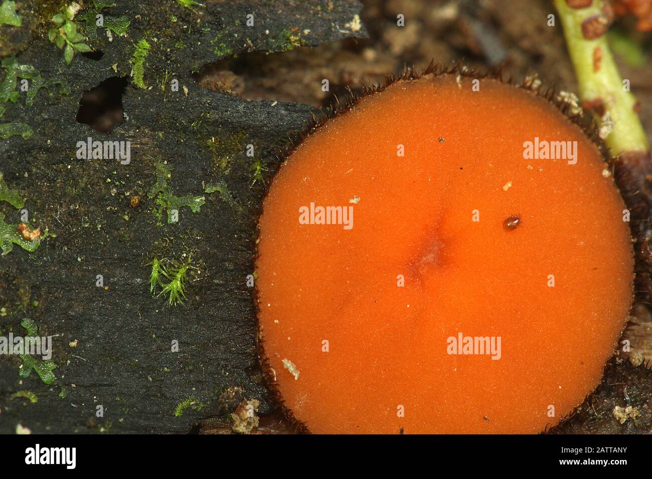 Champignon de la cils (Scutellinia sp.) Banque D'Images