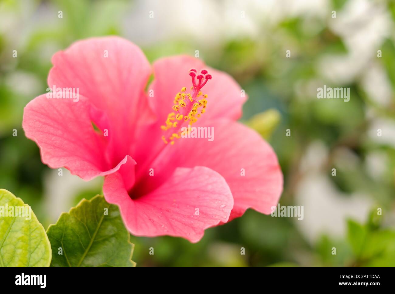 Fleur d'hibiscus rouge pâle sur fond floral doux. Banque D'Images