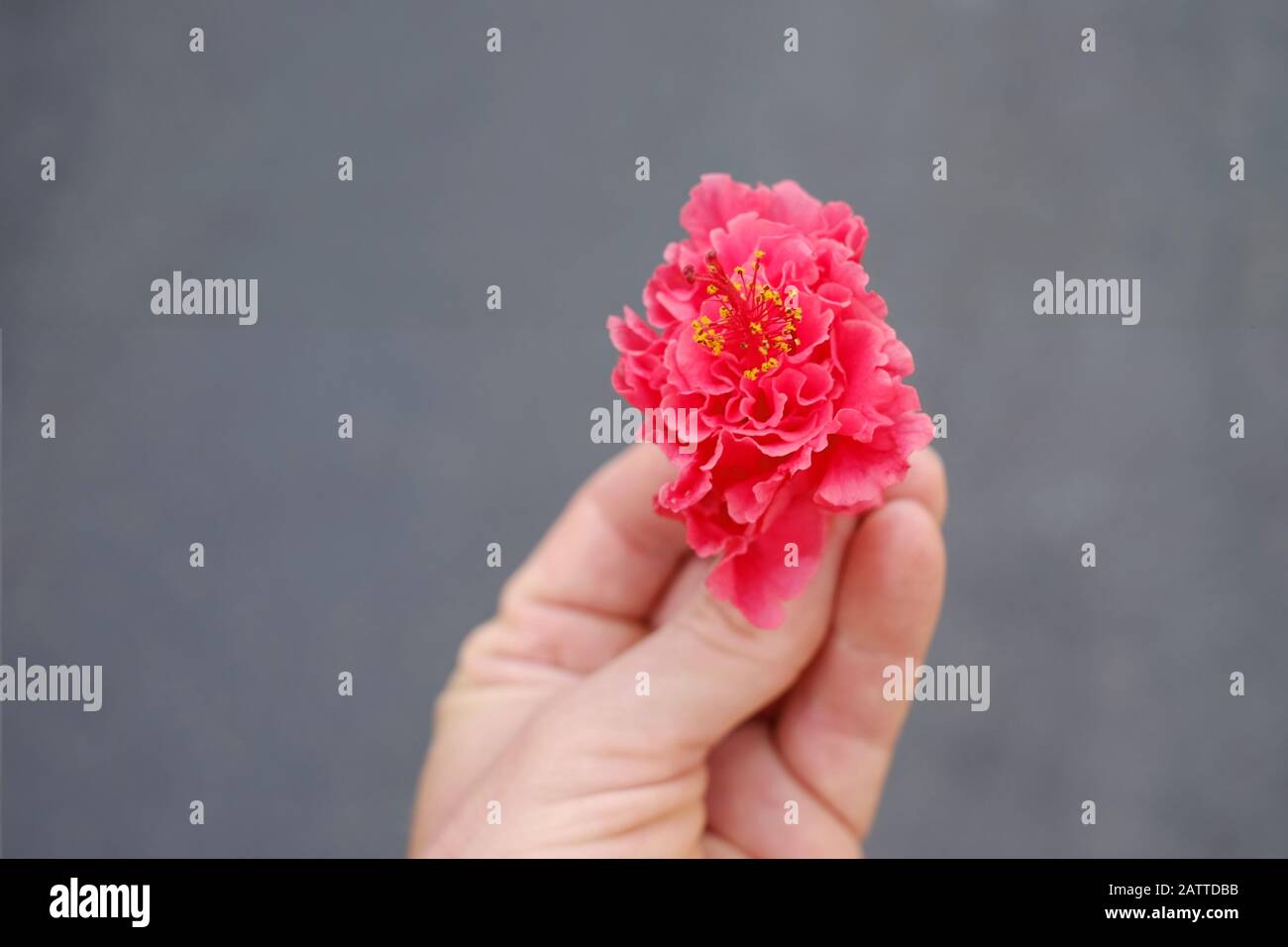 Fleur d'hibiscus rose sur fond gris. Banque D'Images