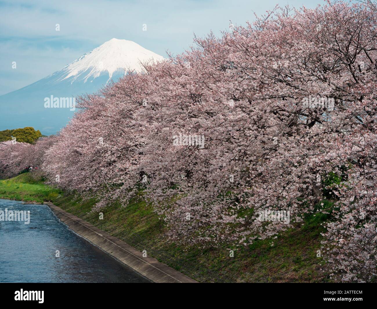 Mt. Fuji au-dessus des cerisiers en fleurs sur une rivière Banque D'Images