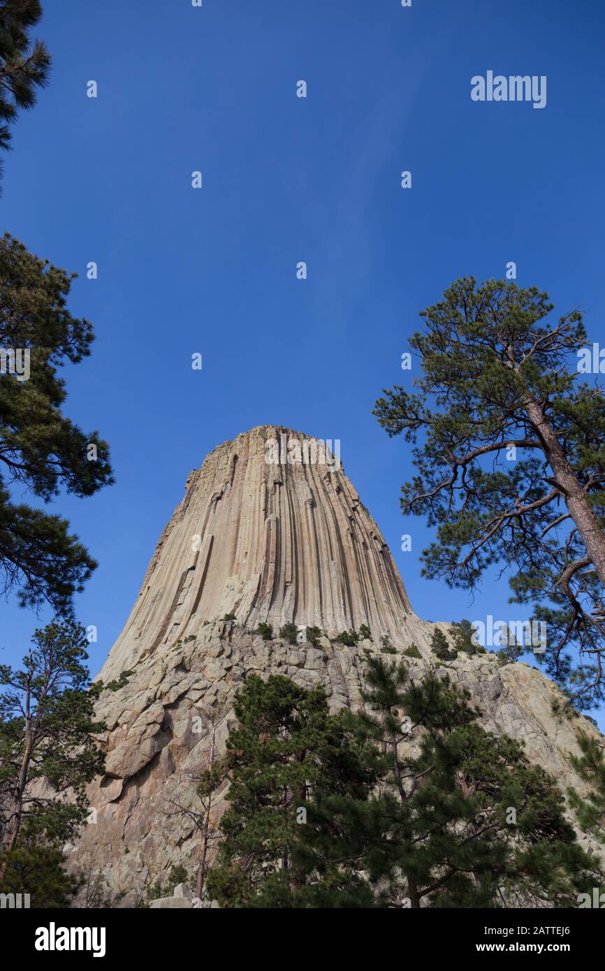 Les spectaculaires colonnes de roche verticales qui forment le monument national de la Tour des Devils dans le Wyoming contre un ciel bleu clair et entouré d'arbres. Banque D'Images