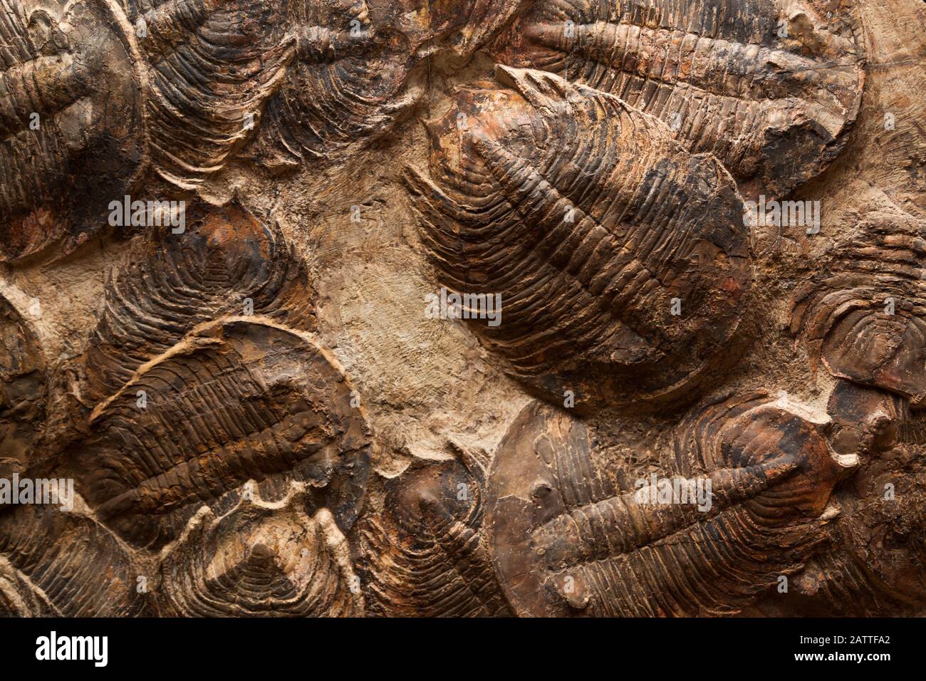 Une exposition fossile de plusieurs trilobites bien préservés qui sont morts dans un événement d'extinction massive autour du Maroc il y a plusieurs millions d'années. Banque D'Images