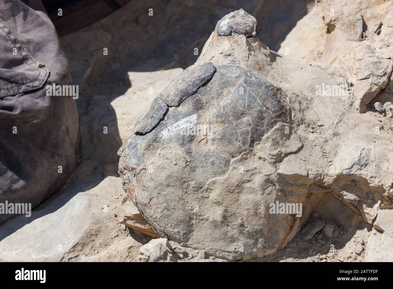 Un os de dinosaure numéroté encore partiellement enfermé dans la terre et la roche se jetant au soleil dans le Wyoming. Banque D'Images