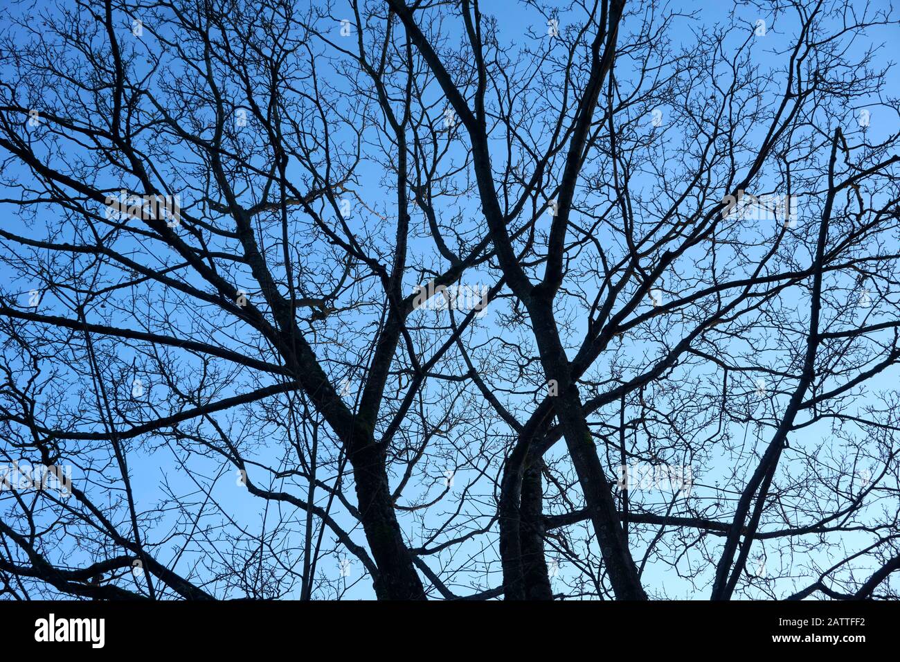 Branches d'arbres à feuilles caduques nues silhouetted contre un ciel bleu en hiver Banque D'Images