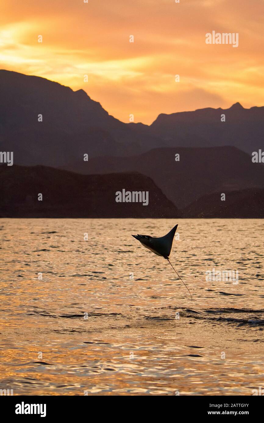 Un adulte spineail mobula, Mobula japanica, en jetant les eaux calmes au large de Isla Danzante dans le golfe de Californie, mer de Cortez, Baja California, Banque D'Images