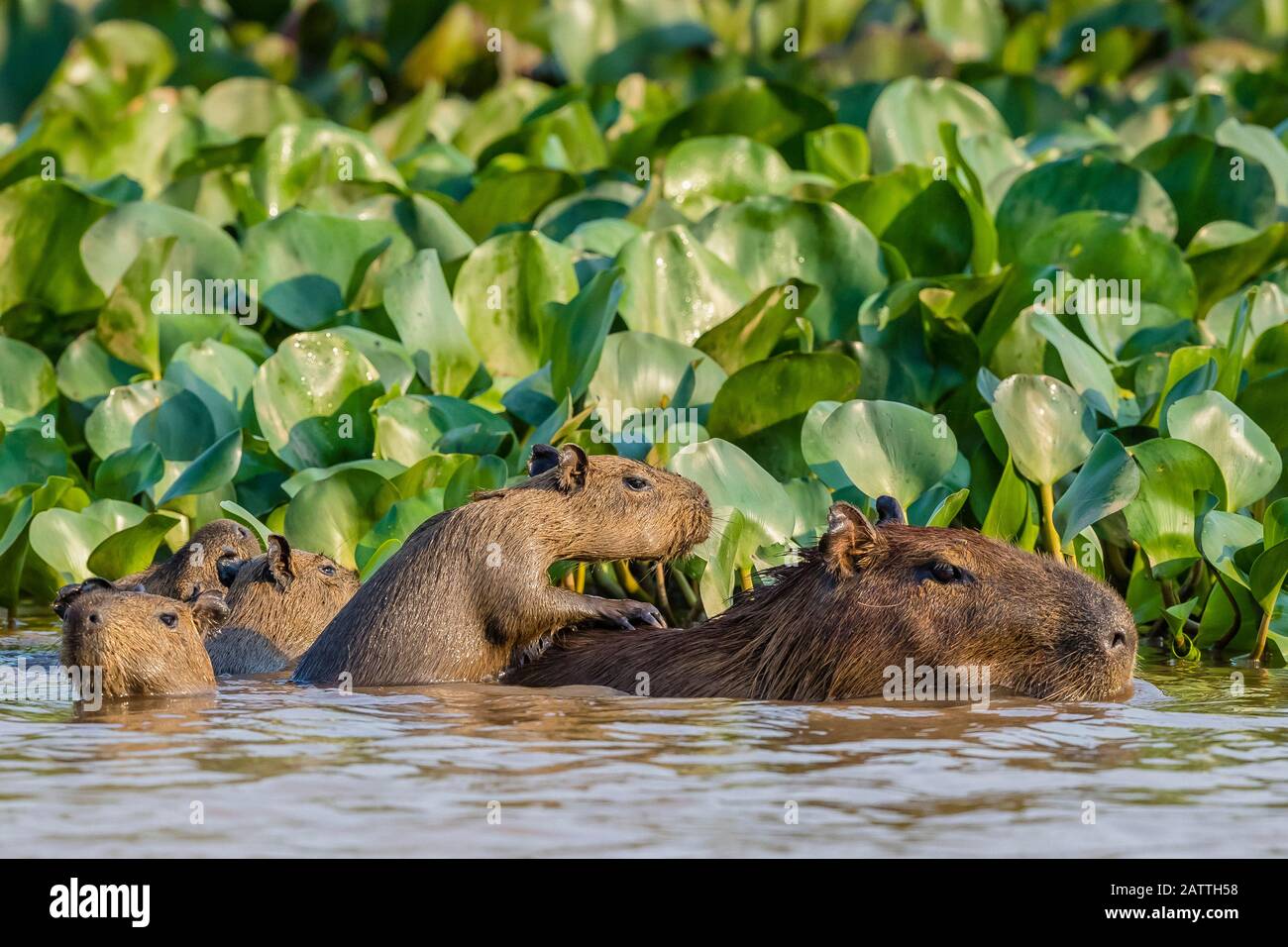 Capybara adulte, Hydrochoerus hydrochaeris, jeune, Porto Jofre, Mato Grosso, Pantanal, Brésil. Banque D'Images