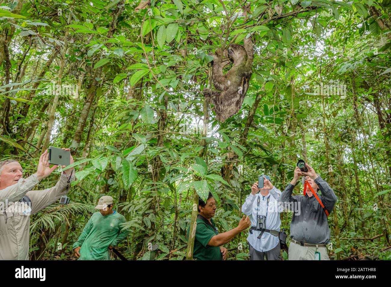 Photographes et sloth à gorge brune, Bradypus variegatus, Landing Casual, Amazon Basin, Loreto, Pérou, Amérique du Sud Banque D'Images