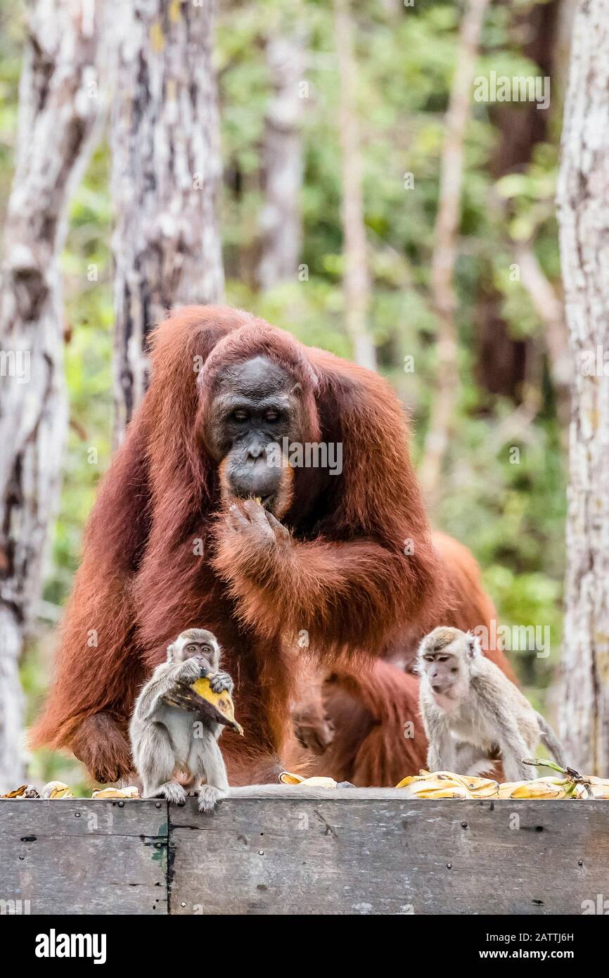 Macaques à queue longue, Macaca fascicularis, avec orangutans, Pongo pygmaeus, Bornéo, Indonésie Banque D'Images