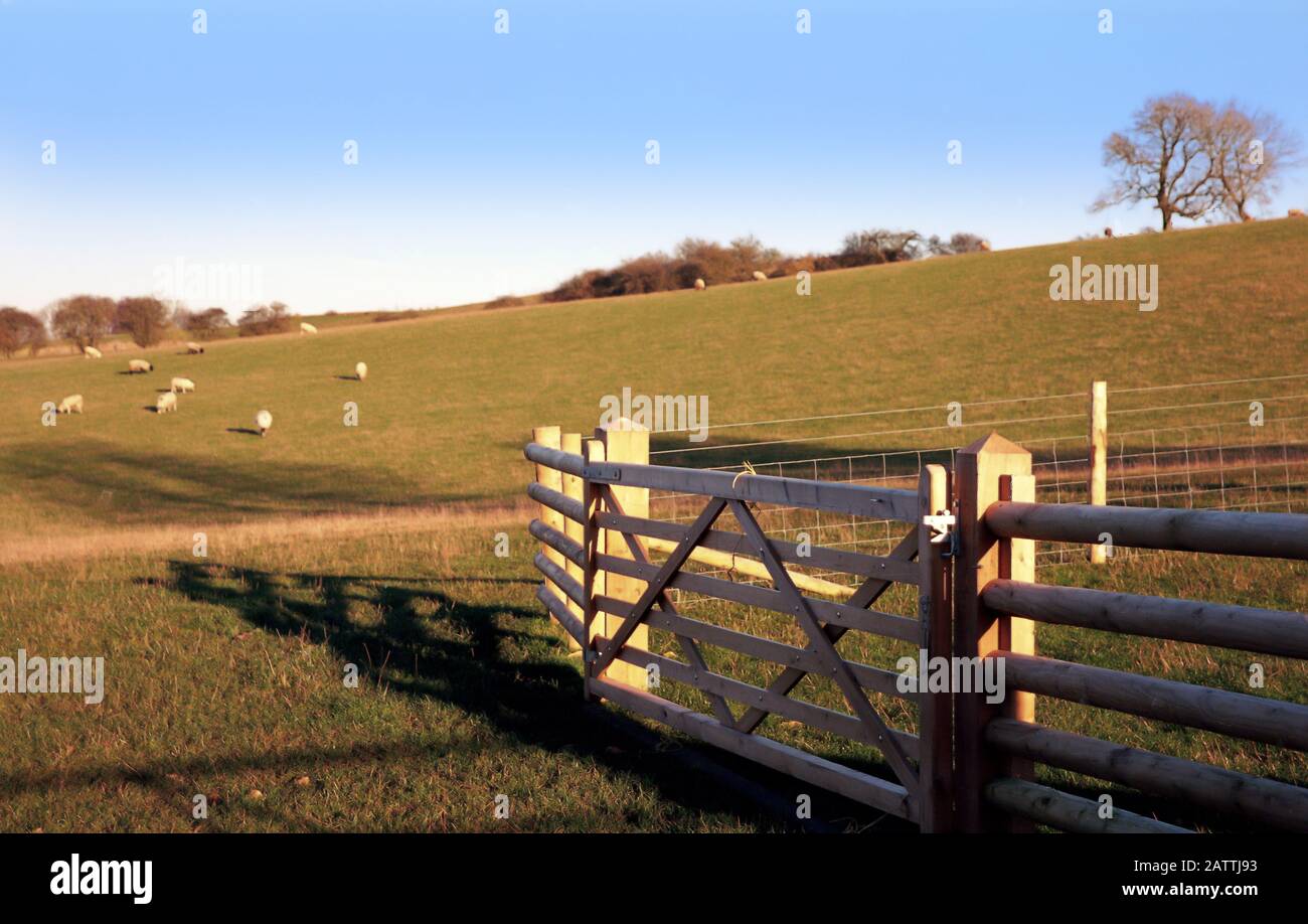 sheep field cotswolds gloucestershire angleterre royaume-uni Banque D'Images