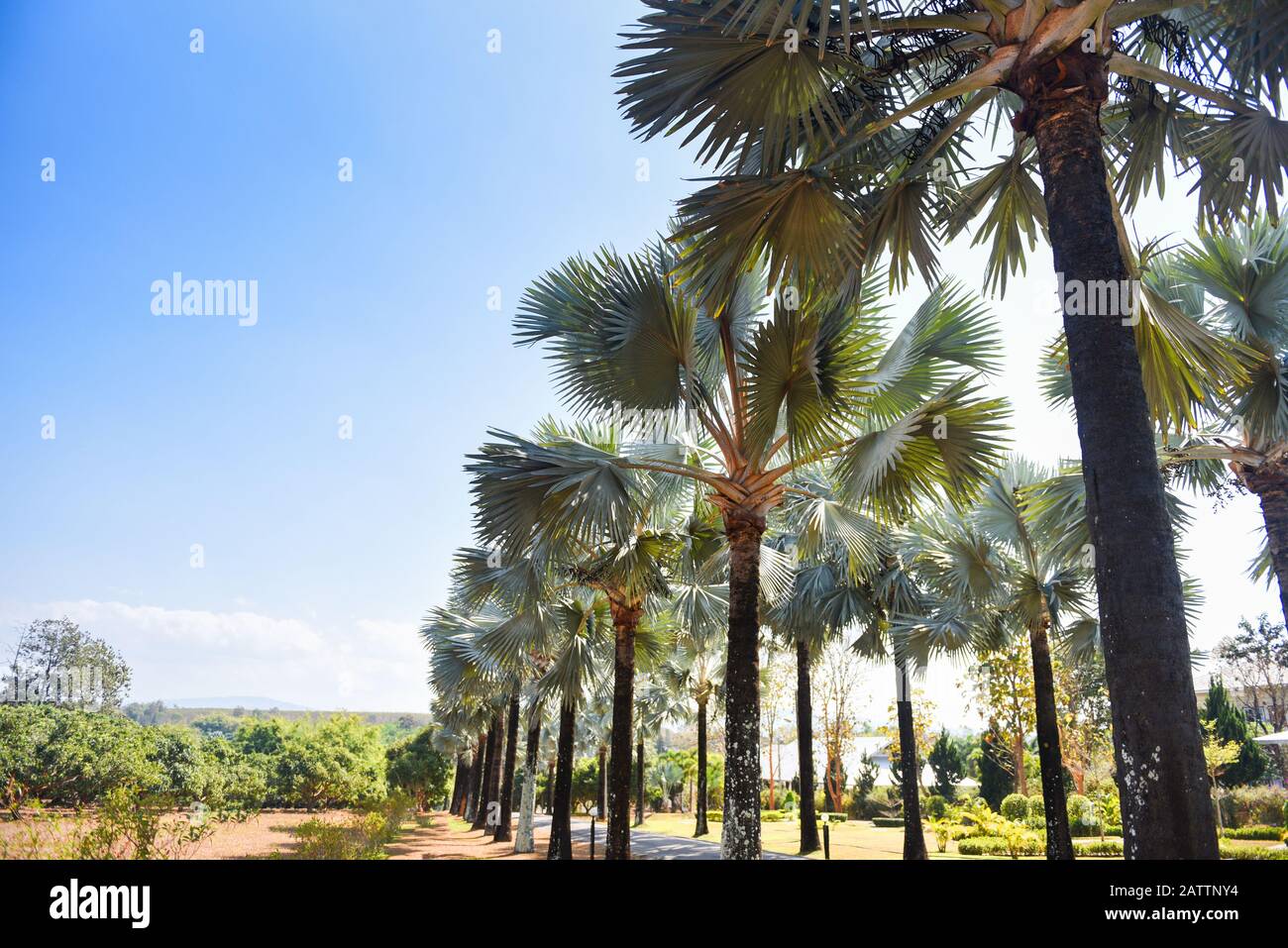 Passerelle avec palmier dans la route/l'été tropical et palmiers décorent le jardin et la feuille verte Banque D'Images