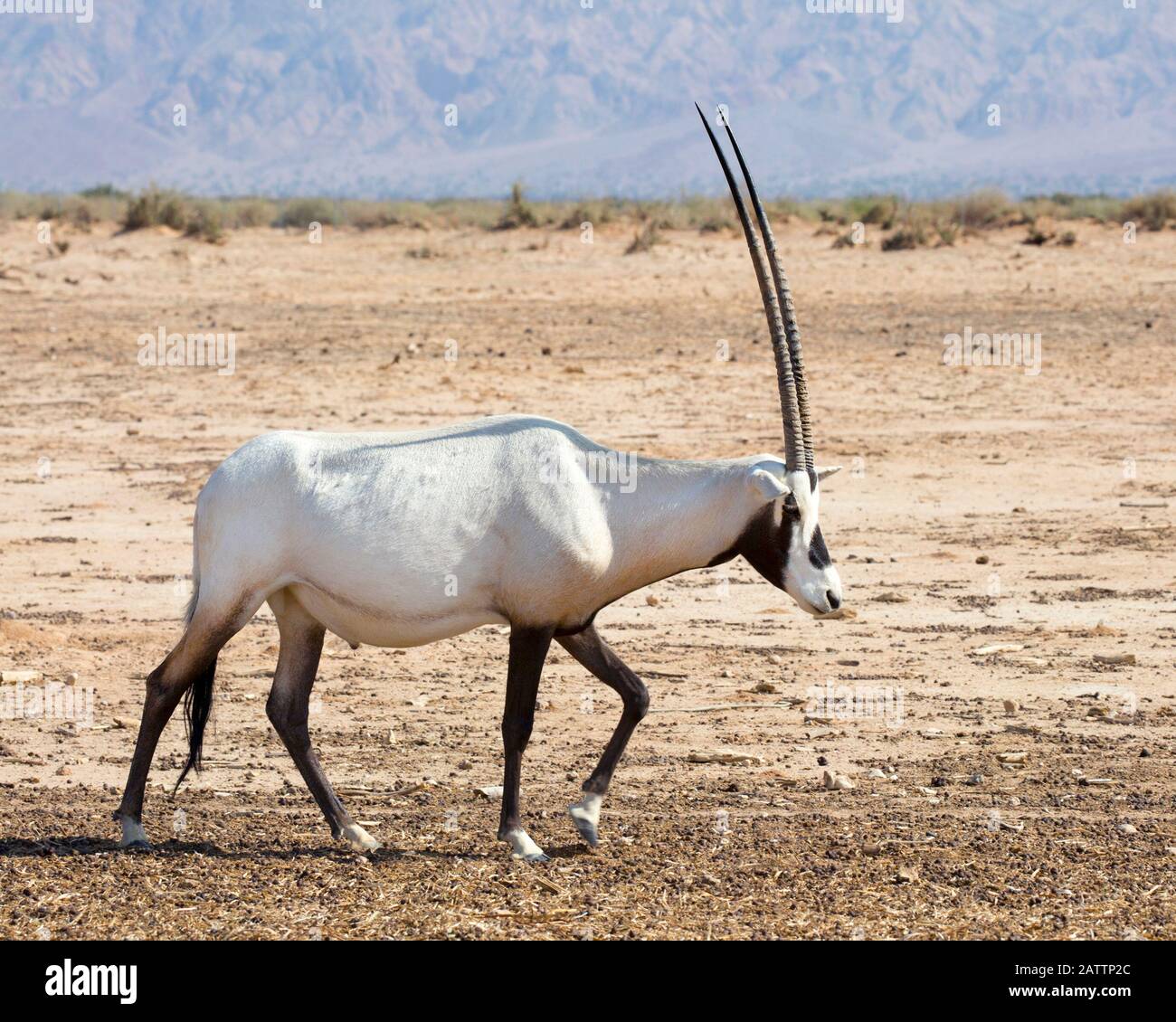 Oryx arabe marchant dans le désert du Negev au centre de reproduction de la réserve naturelle de Yotvata Hai-Bar pour la restauration de la faune qui a disparu en Israël Banque D'Images
