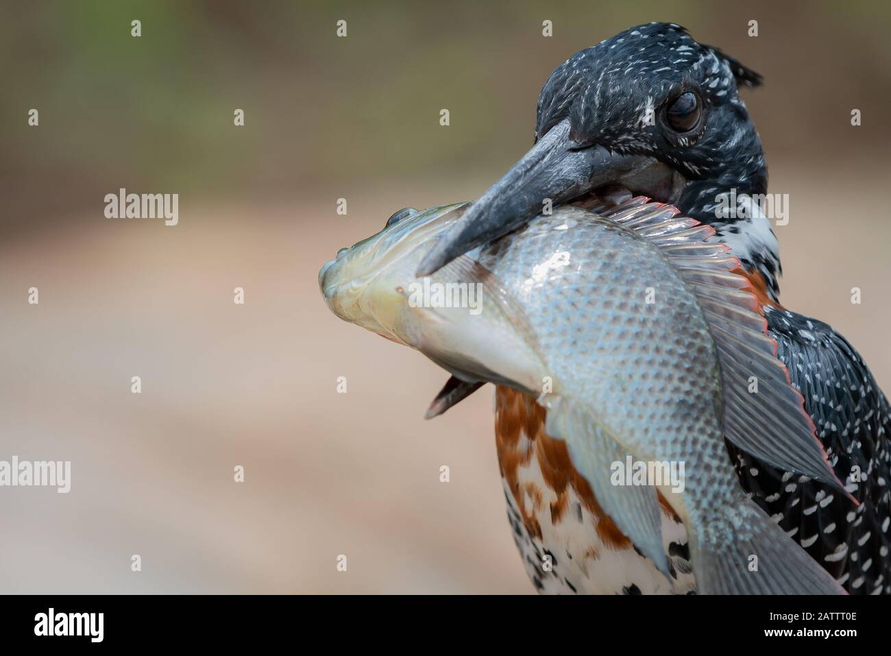 Oiseau v poisson - un géant kingfisher - Megaceryle maximus - avec un énorme tilapia de poitrine rouge - Coptodon rendalli - il a pris dans la rivière Sabie dans la Kruger Banque D'Images