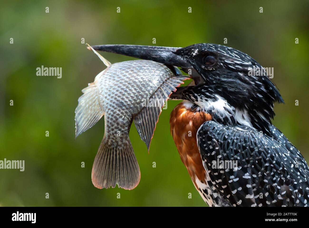 Oiseau v poisson - un géant kingfisher - Megaceryle maximus - avec un énorme tilapia de poitrine rouge - Coptodon rendalli - il a pris dans la rivière Sabie dans la Kruger Banque D'Images
