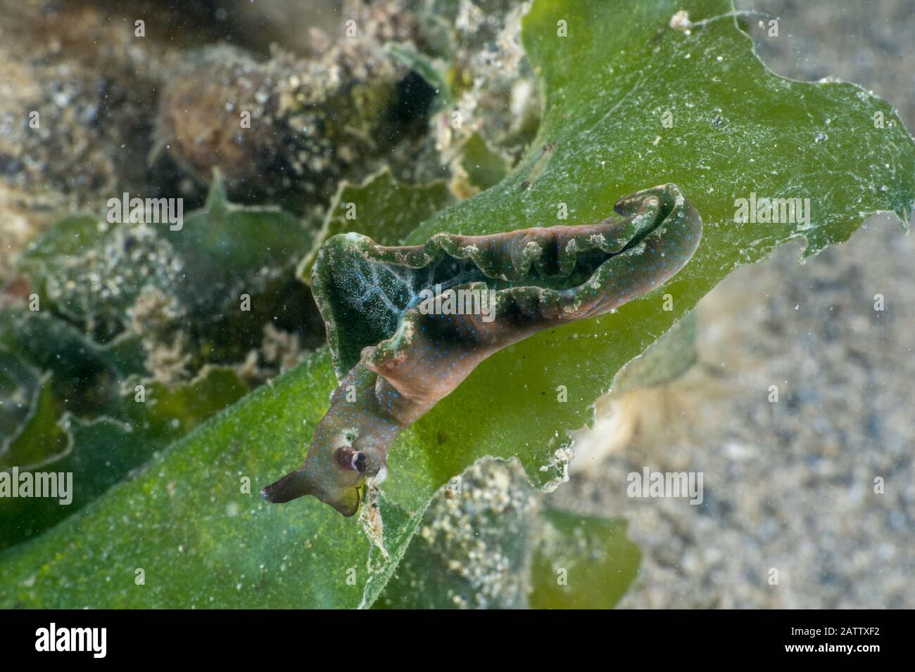Elysia viridis Banque D'Images