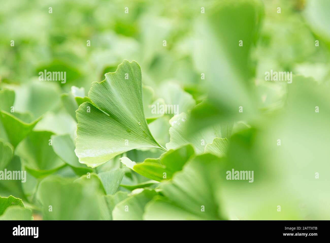 Un gros plan de feuilles de biloba de Ginkgo en lumière naturelle au jardin botanique de Bellevue, Bellevue, Washington, États-Unis. Banque D'Images