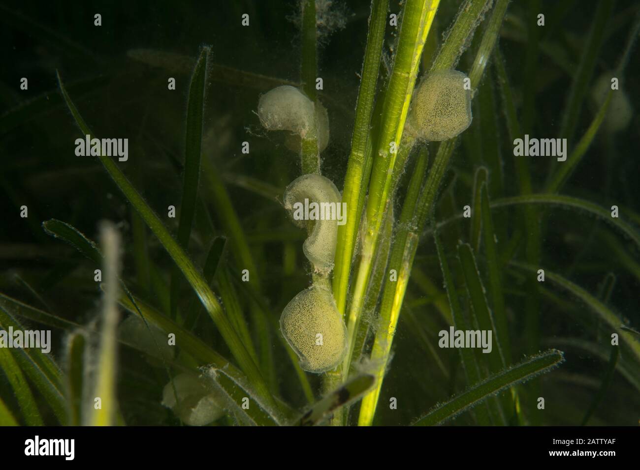 Œufs de Haminoea navicula Banque D'Images
