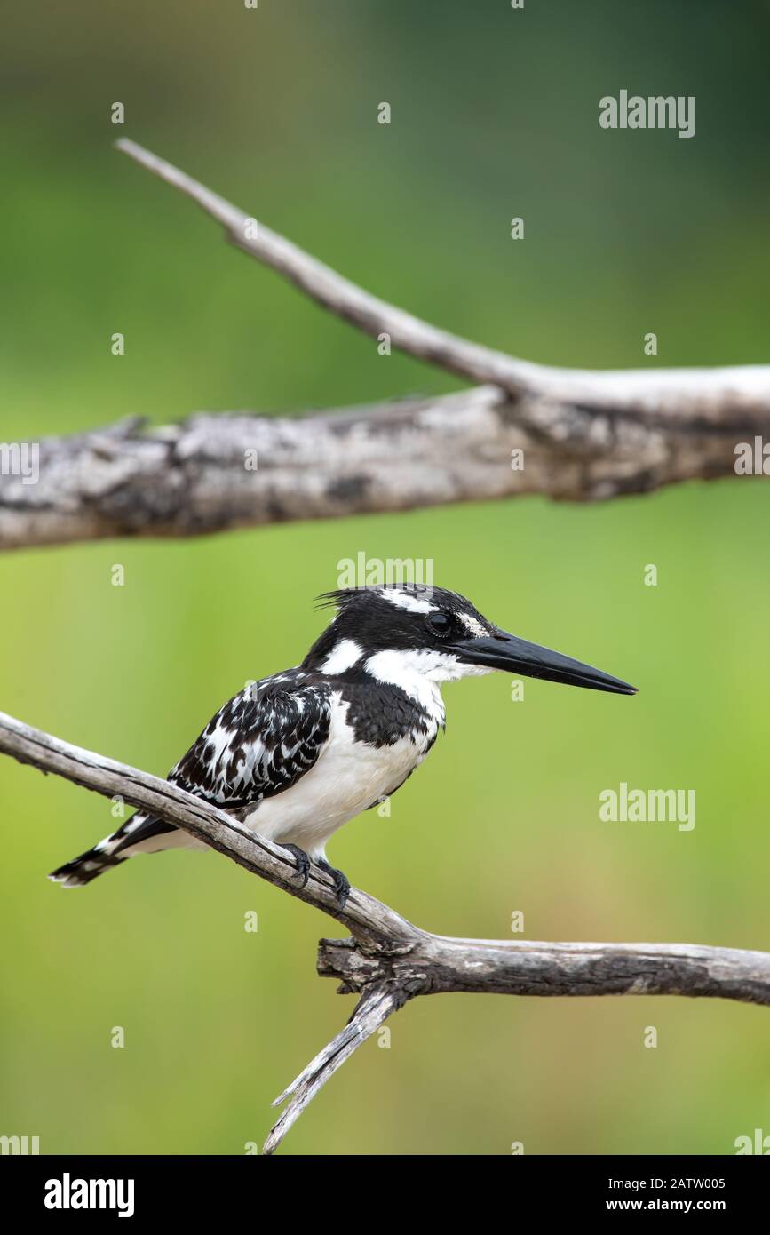 Un pêcheur à pied - Ceryle rudis - à l'affût de proies dans le parc national Kruger en Afrique du Sud Banque D'Images