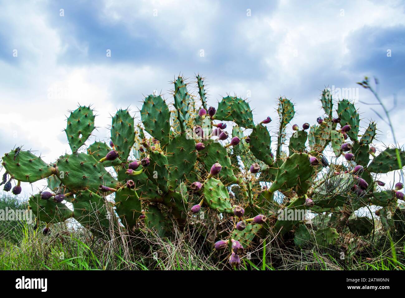 Poires aux fruits. Sabers, fruits d'Opuntia ficus-indica espèces de cactus, également appelé figue indienne opuntia Banque D'Images