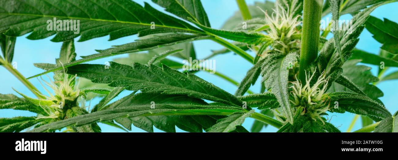 Plante de cannabis, presque prête à la récolte, avec des stigmas et trichomes blancs qui commencent à apparaître, la maison de la marijuana croissante, photo panoramique Banque D'Images