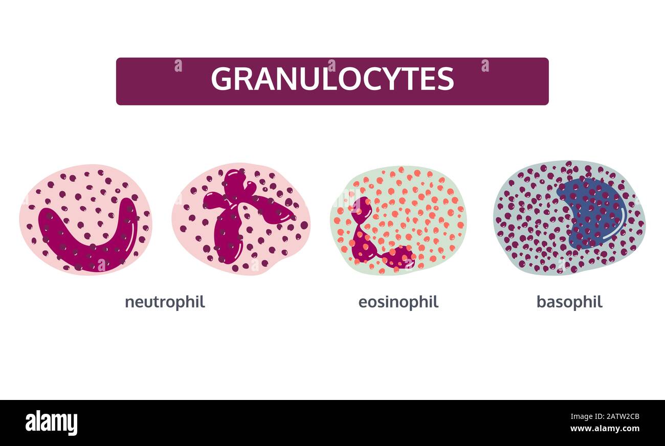 Ensemble vectoriel de granulocytes de globules blancs. Basophile, éosinophile et neutrophile. Concept médical de style plat sur fond blanc. Illustration de Vecteur