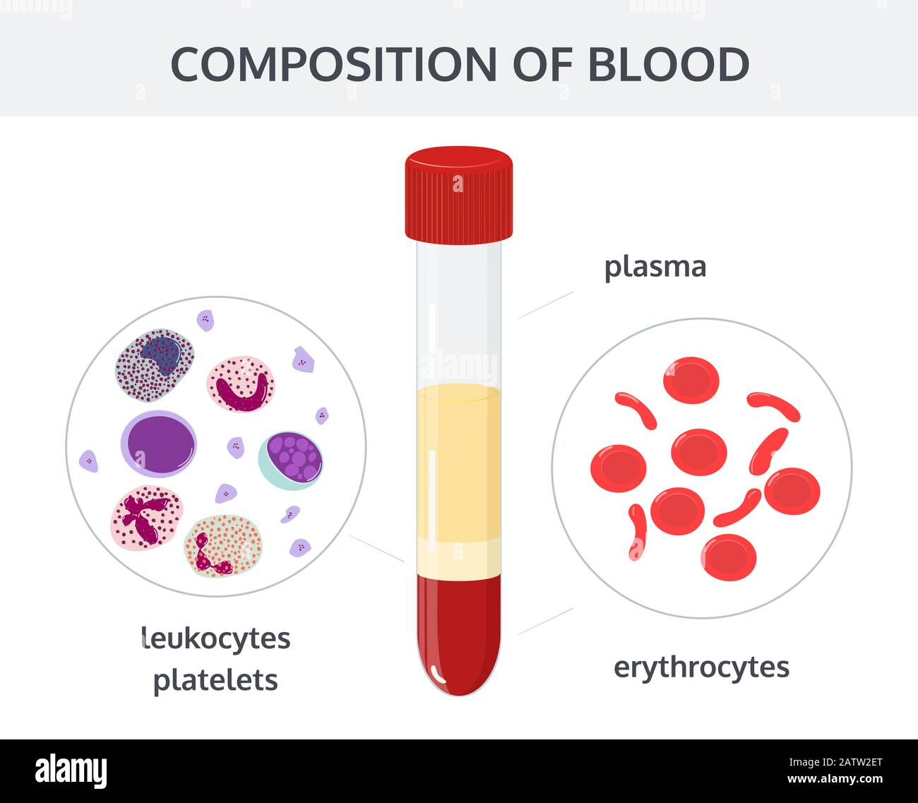 Concept de vecteur médical : analyse du sang dans les tubes à essai et les cellules sanguines : érythrocytes, leucocytes, plaquettes. Illustration de Vecteur