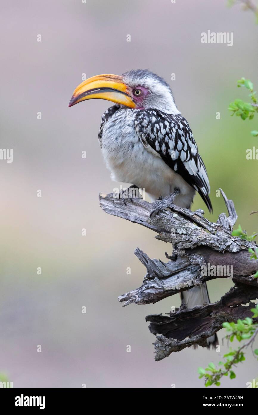 Hornbill à bec jaune du sud (Lamprotornis leucomelas), adulte perché sur une branche morte, Mpumalanga, Afrique du Sud Banque D'Images