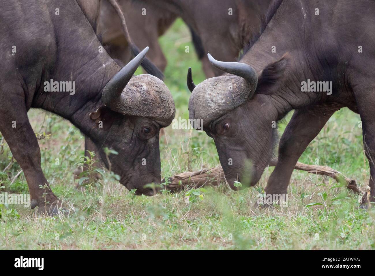 Buffle africain (Syncerus caffer), deux hommes luttant, Mpumalanga. Afrique Du Sud Banque D'Images