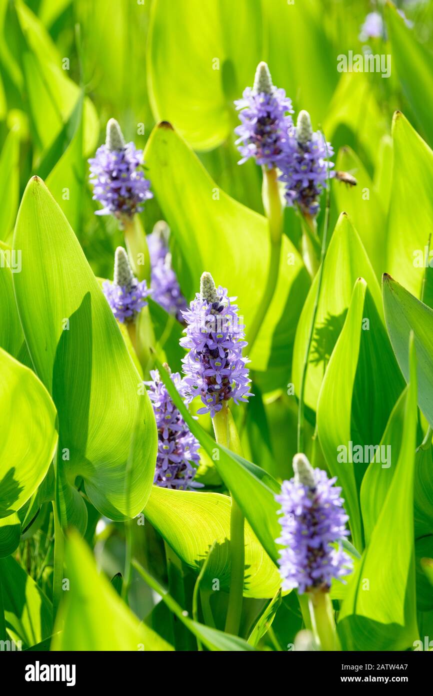 Pontederia cordata, herbe de pickerel à feuilles cardiaques, herbe de pickerel Banque D'Images