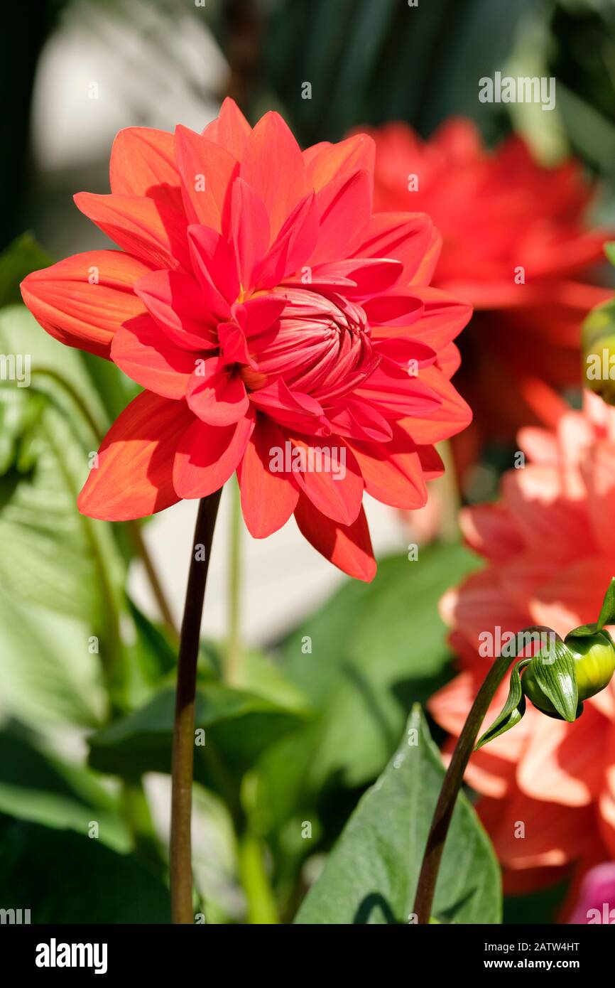 Fleurs rouges de Dahlia 'Edwin's Sunset' Banque D'Images