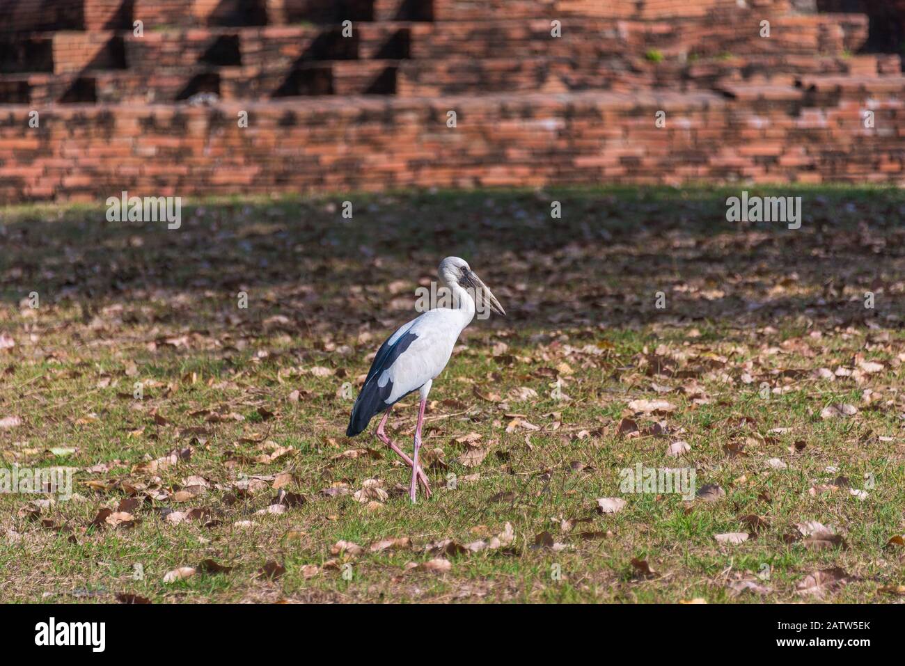 Un oiseau d'orne asiatique à bec ouvert qui marche l'herbe. Faune et flore nature contexte Banque D'Images