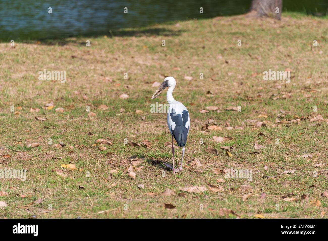 Un oiseau de tempête à bec ouvert d'Asie sur l'herbe près de la rivière. Contexte de la nature Banque D'Images
