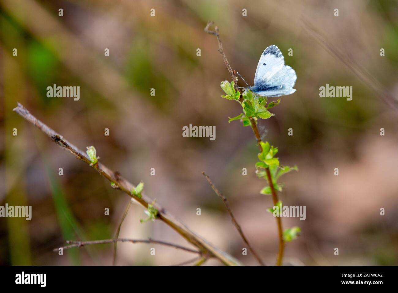 Au début du printemps, un papillon de chou se trouve sur une branche d'un buisson avec de jeunes feuilles vertes florissante. Bluer Banque D'Images