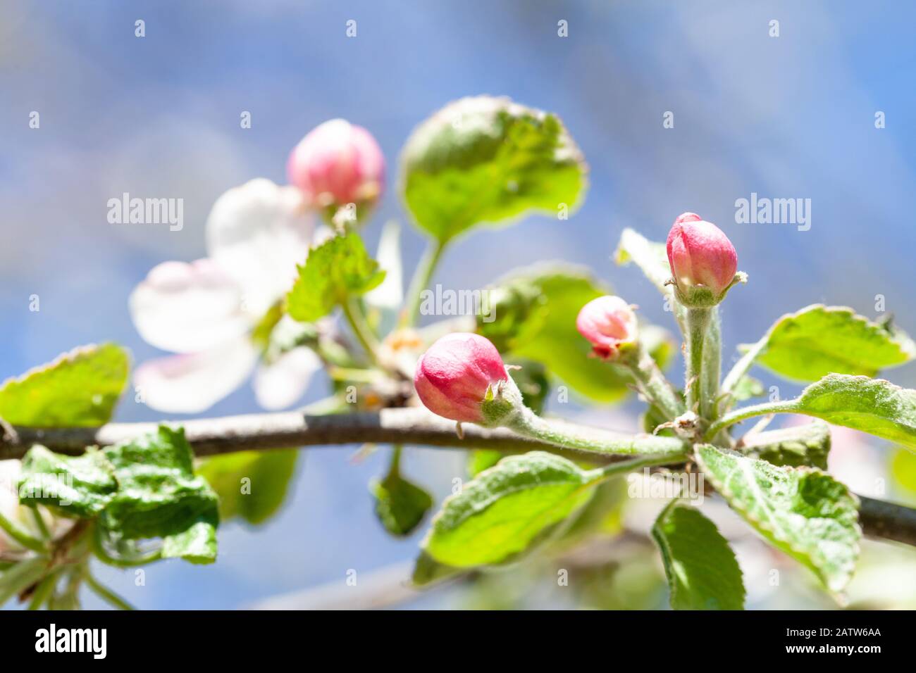 Fond de printemps avec bourgeons roses d'un arbre de pomme près sur un fond de ciel bleu doucement. Flou. Mise au point sélective. Banque D'Images