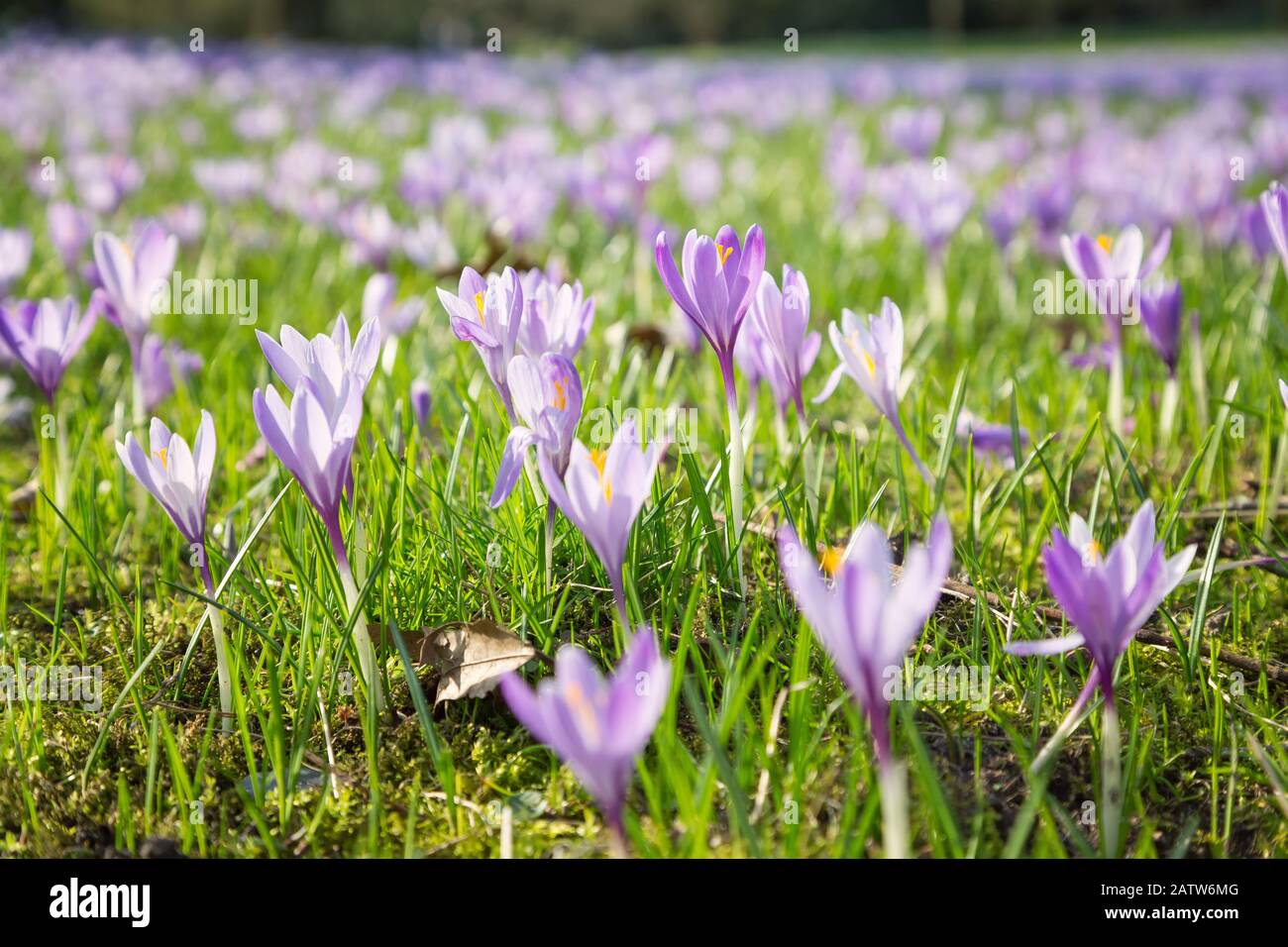 pré avec des crocuses pourpres dans le parc Banque D'Images